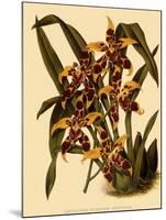 Odontoglossum Polyxanthum Var. Grandiflorum-John Nugent Fitch-Mounted Giclee Print