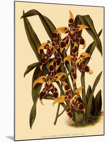 Odontoglossum Polyxanthum Var. Grandiflorum-John Nugent Fitch-Mounted Giclee Print