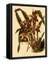 Odontoglossum Polyxanthum Var. Grandiflorum-John Nugent Fitch-Framed Stretched Canvas