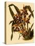 Odontoglossum Polyxanthum Var. Grandiflorum-John Nugent Fitch-Stretched Canvas