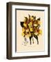 Odontoglossum Williamsianum-John Nugent Fitch-Framed Giclee Print