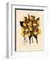 Odontoglossum Williamsianum-John Nugent Fitch-Framed Giclee Print