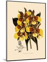 Odontoglossum Williamsianum-John Nugent Fitch-Mounted Giclee Print