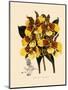 Odontoglossum Williamsianum-John Nugent Fitch-Mounted Giclee Print