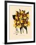 Odontoglossum Williamsianum-John Nugent Fitch-Framed Giclee Print