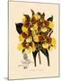 Odontoglossum Williamsianum-John Nugent Fitch-Mounted Giclee Print