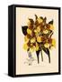 Odontoglossum Williamsianum-John Nugent Fitch-Framed Stretched Canvas