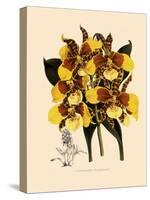 Odontoglossum Williamsianum-John Nugent Fitch-Stretched Canvas