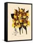 Odontoglossum Williamsianum-John Nugent Fitch-Framed Stretched Canvas