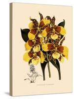 Odontoglossum Williamsianum-John Nugent Fitch-Stretched Canvas