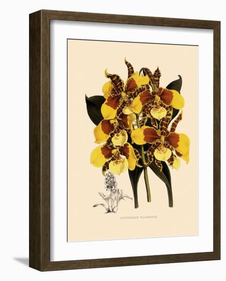 Odontoglossum Williamsianum-John Nugent Fitch-Framed Giclee Print