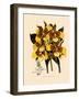 Odontoglossum Williamsianum-John Nugent Fitch-Framed Giclee Print