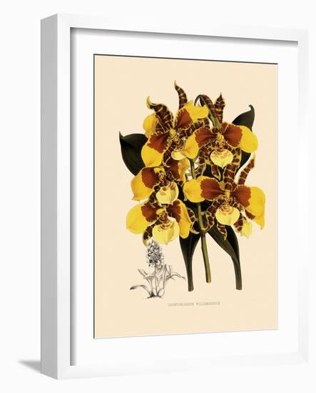 Odontoglossum Williamsianum-John Nugent Fitch-Framed Giclee Print