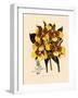 Odontoglossum Williamsianum-John Nugent Fitch-Framed Giclee Print