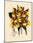 Odontoglossum Williamsianum-John Nugent Fitch-Mounted Giclee Print