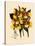 Odontoglossum Williamsianum-John Nugent Fitch-Stretched Canvas