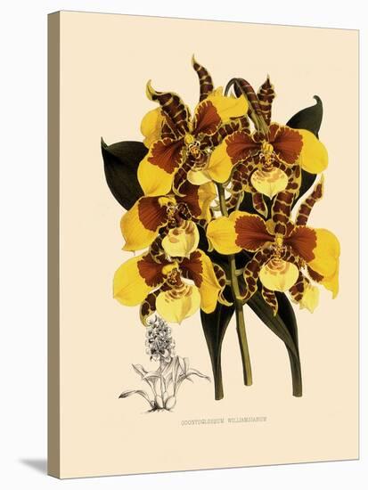 Odontoglossum Williamsianum-John Nugent Fitch-Stretched Canvas