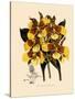 Odontoglossum Williamsianum-John Nugent Fitch-Stretched Canvas