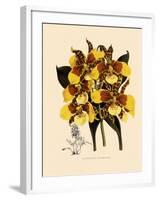 Odontoglossum Williamsianum-John Nugent Fitch-Framed Giclee Print