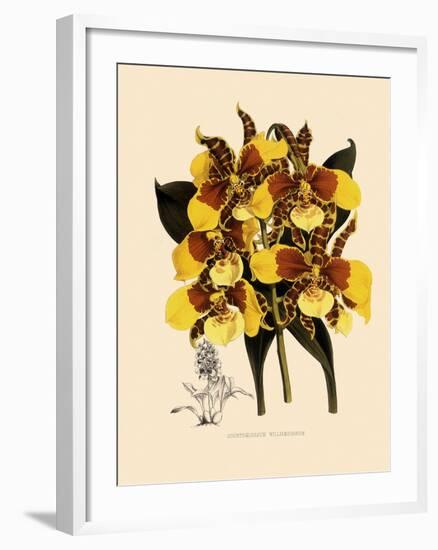 Odontoglossum Williamsianum-John Nugent Fitch-Framed Giclee Print