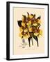 Odontoglossum Williamsianum-John Nugent Fitch-Framed Giclee Print