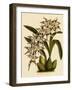 Odontoglossum X Polletianum-John Nugent Fitch-Framed Giclee Print