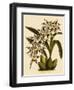 Odontoglossum X Polletianum-John Nugent Fitch-Framed Giclee Print