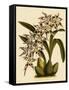 Odontoglossum X Polletianum-John Nugent Fitch-Framed Stretched Canvas