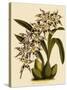 Odontoglossum X Polletianum-John Nugent Fitch-Stretched Canvas