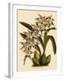 Odontoglossum X Polletianum-John Nugent Fitch-Framed Giclee Print