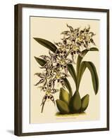 Odontoglossum X Polletianum-John Nugent Fitch-Framed Giclee Print