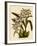 Odontoglossum X Polletianum-John Nugent Fitch-Framed Giclee Print