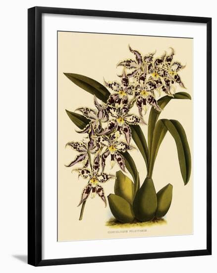 Odontoglossum X Polletianum-John Nugent Fitch-Framed Giclee Print