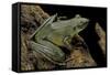 Odorrana Hosii (Poisonous Rock Frog)-Paul Starosta-Framed Stretched Canvas