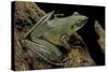 Odorrana Hosii (Poisonous Rock Frog)-Paul Starosta-Stretched Canvas