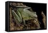 Odorrana Hosii (Poisonous Rock Frog)-Paul Starosta-Framed Stretched Canvas