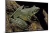 Odorrana Hosii (Poisonous Rock Frog)-Paul Starosta-Mounted Photographic Print