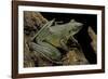 Odorrana Hosii (Poisonous Rock Frog)-Paul Starosta-Framed Photographic Print