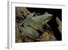 Odorrana Hosii (Poisonous Rock Frog)-Paul Starosta-Framed Photographic Print