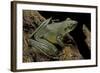 Odorrana Hosii (Poisonous Rock Frog)-Paul Starosta-Framed Photographic Print