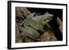 Odorrana Hosii (Poisonous Rock Frog)-Paul Starosta-Framed Photographic Print