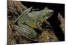 Odorrana Hosii (Poisonous Rock Frog)-Paul Starosta-Mounted Photographic Print