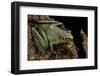 Odorrana Hosii (Poisonous Rock Frog)-Paul Starosta-Framed Photographic Print