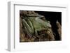 Odorrana Hosii (Poisonous Rock Frog)-Paul Starosta-Framed Photographic Print