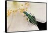 Oedemera Nobilis (False Oil Beetle, Thick-Legged Flower Beetle) - Male-Paul Starosta-Framed Stretched Canvas