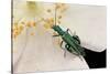 Oedemera Nobilis (False Oil Beetle, Thick-Legged Flower Beetle) - Male-Paul Starosta-Stretched Canvas