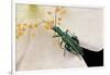 Oedemera Nobilis (False Oil Beetle, Thick-Legged Flower Beetle) - Male-Paul Starosta-Framed Photographic Print