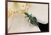 Oedemera Nobilis (False Oil Beetle, Thick-Legged Flower Beetle) - Male-Paul Starosta-Framed Photographic Print