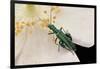 Oedemera Nobilis (False Oil Beetle, Thick-Legged Flower Beetle) - Male-Paul Starosta-Framed Photographic Print