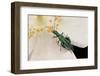 Oedemera Nobilis (False Oil Beetle, Thick-Legged Flower Beetle) - Male-Paul Starosta-Framed Photographic Print
